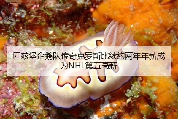 pi-zi-bao-qi-e-dui-chuan-qi-ke-luo-si-bi-xu-yue-liang-nian-nian-xin-cheng-wei-di-wu-gao-xin-3-777.jpg